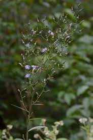 Image result for Lactuca glandulifera