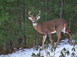 But larsen called zombie deer disease an unfortunate and potentially misleading moniker. Zombie Deer Disease Reported In Us And Canada May Spread To Humans