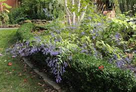 Image result for Isodon ramosissimus