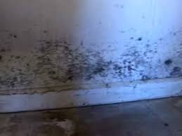 How to treat mold in your basement Why Drywall Is Bad For Your Basement Youtube
