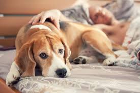 Da es sehr spät war, habe sie den hund mit nach hause genommen. Gehoren Hund Und Katze Ins Bett Geo
