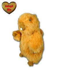 Kohl S Cares Gund Gopher Ground Squirrel Groundhog Stuffed Plush Animal 10in Toy Gund Plush Animals Plush Stuffed Animals Ground Squirrel