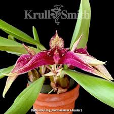 Image result for Rhipidoglossum microphyllum