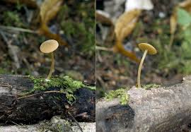 Image result for Simocybe centunculus