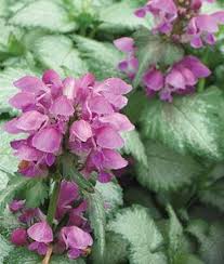 16 Best Flowering Ground Covers For Shade Finding Sea Turtles In 2020 Shade Perennials Perennial Plants Ground Cover