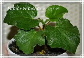 Image result for Ficus tettensis