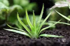 Image result for Eriocaulon inyangense