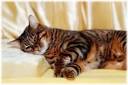 Meet the most expensive cat breeds in America - CBS News