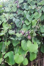 Image result for Aristolochia hockii