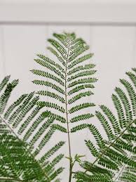 Image result for Jacaranda mimosifolia