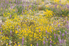 We did not find results for: Spring Wildflowers Joshua Tree National Park California Richard Wong Photography