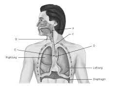Chapter 22 The Respiratory System Label Parts Diagram Quizlet
