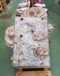 Come coltivare i funghi champignon. Come Coltivare Funghi In Casa Villaggionatura