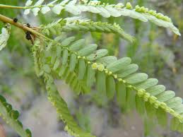 Image result for Phyllanthus udoricola