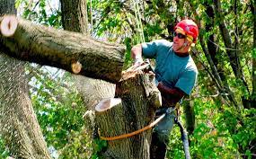 Hello and thank you for your service to the great families in the western massachusetts region. Affordable Tree Services Near Me 2021 Cost Guide