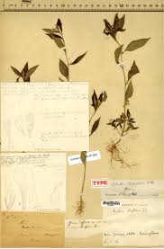 Image result for Afrohybanthus enneaspermus