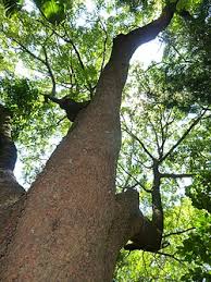 Image result for Ekebergia