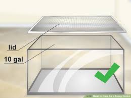 3 Ways To Care For A Tokay Gecko Wikihow