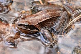 Maybe you would like to learn more about one of these? Sibirskaya Lyagushka Vikipediya