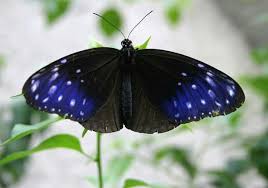 Black And Blue Butterfly Animals Blue Black