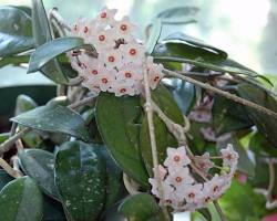 Image of Hoya carnosa plant