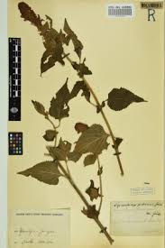 Image result for Pycnostachys orthodonta