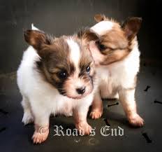 We did not find results for: 4 Week Old Papillon Puppies Puppies Papillon Puppy Papillon Dog