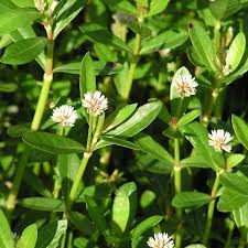 Image result for Amaranthaceae