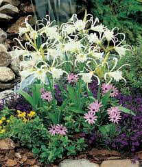 Image result for Ismene narcissiflora