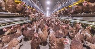 Starting in september 2015, a series of the biggest u.s. Utah Governor Signs Into Law Cage Free Eggs Mandate United Egg Producers