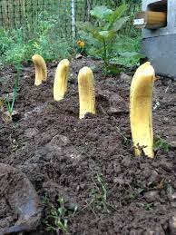 How To Grow Bananas In America Banana Plants How To Grow Bananas Plants