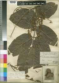 Image result for Isoberlinia tomentosa