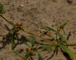 Image result for Gisekia