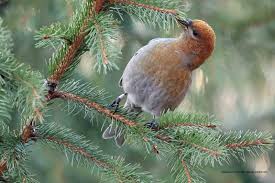 Female pine grosbeak, bemidji mn (i.imgur.com). Oslo Birder Swedish Ringed Pine Grosbeak