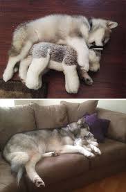 Our listings are from top breeders from around the country. 40 Adorable Photos Of Alaskan Malamutes Showing They Re Just Gentle Giants Really