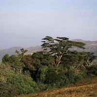 Image result for Agrocharis pedunculata