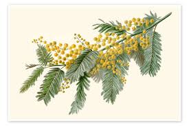 Image result for Acacia dealbata