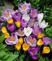 Die zwiebeln bekommen sie im gartenmarkt oder baumarkt. Krokus Pflegetipps Und Informationen Zu Krokus