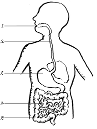 Patients with digestive symptoms had a significantly longer time from onset to admission than patients without conclusion: Coolest Human Digestive System Coloring Sheets Coloring Alifiah Biz Human Digestive System Coloring Pages Creation Coloring Pages