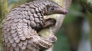 These elusive mammals are covered in hard keratin scales, but their best natural. Pangolino Ancora Una Volta Accusato D Aver Diffuso Il Virus