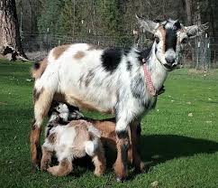 Nigerian goats can be kept in all climates and adapt to their environment very well. Nigerian Dwarf Baby Goats For Sale In California Miniature Dairy Goats Ca