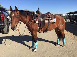 Fit Function And Fun Of The Western Saddle Pad Slo Horse News