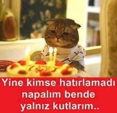 Resimli Sozler Kedi Kediler Ve Yavrulari
