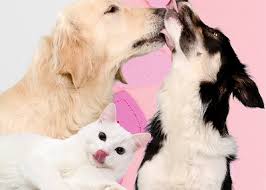 To adopt a pet from friends for life, you must: 79pxycwwpxxksm