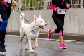 Your dog doesn't need to be mentally pushed the same way that you do. How To Train Your Dog To Run With You Healthypets Blog
