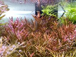 Image result for Nesaea ramosa