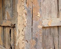 Casings or skins shed by larvae as they mature and molt. Houston Termite Control Termite Exterminator Holder S Pest Solutions