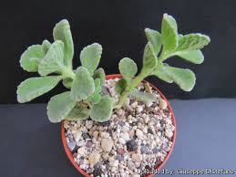 Image result for Coleus amboinicus