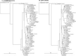 Image result for Laurembergia repens