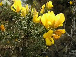 Image result for Ulex